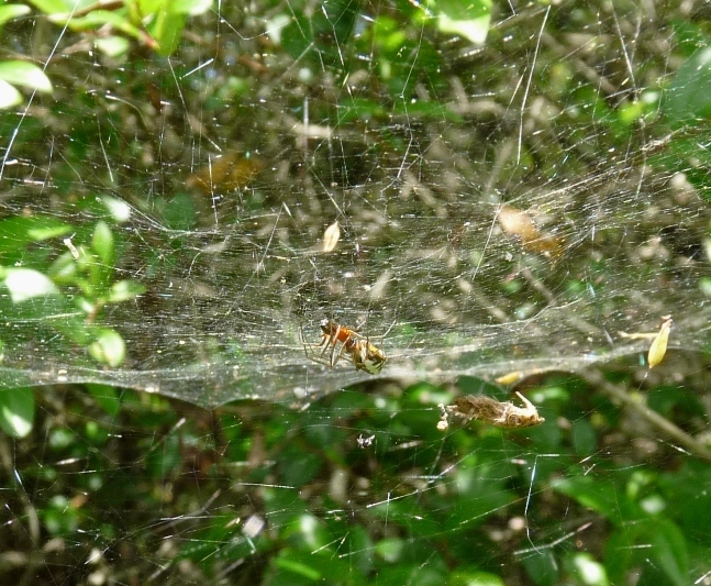 Accoppiamento di Linyphiidae